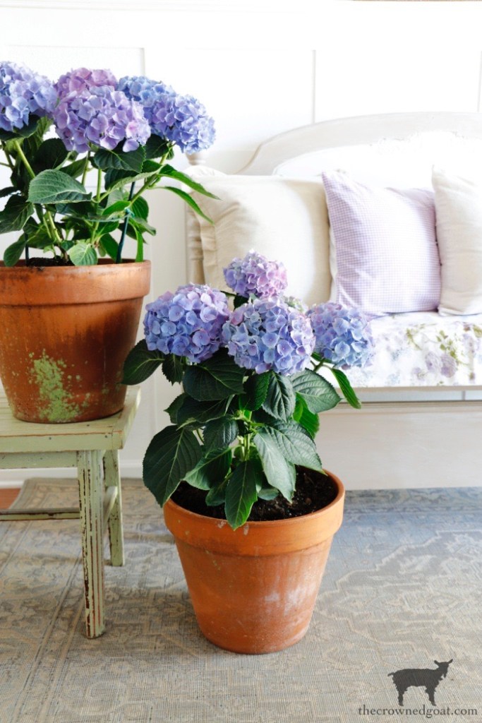 Blue and Purple Hydrangeas in the Entry-Cottage Inspired Spring Home Tour-The Crowned Goat 